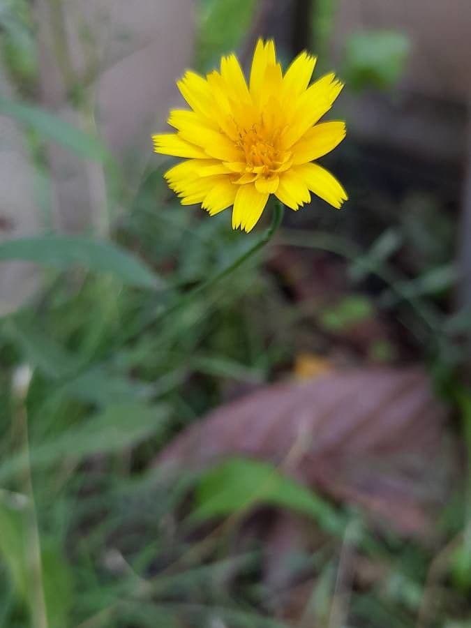 Radicchiella autunnale 24