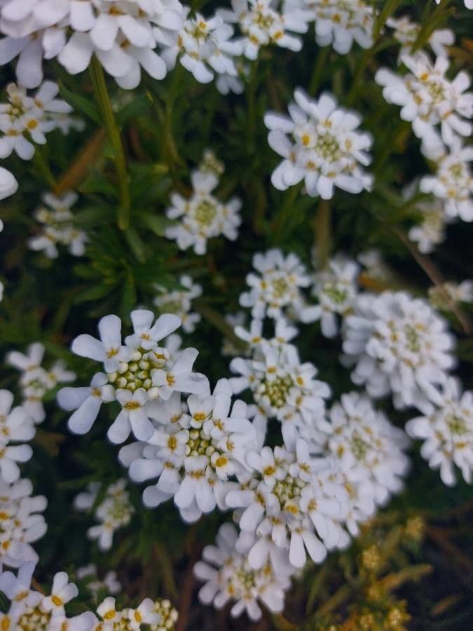 Iberis ciliata 19