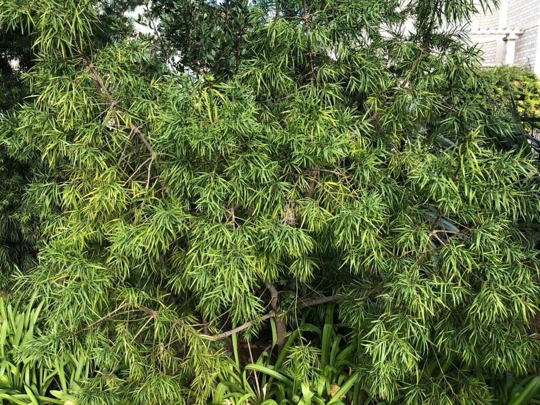 Afrocarpus falcatus 11