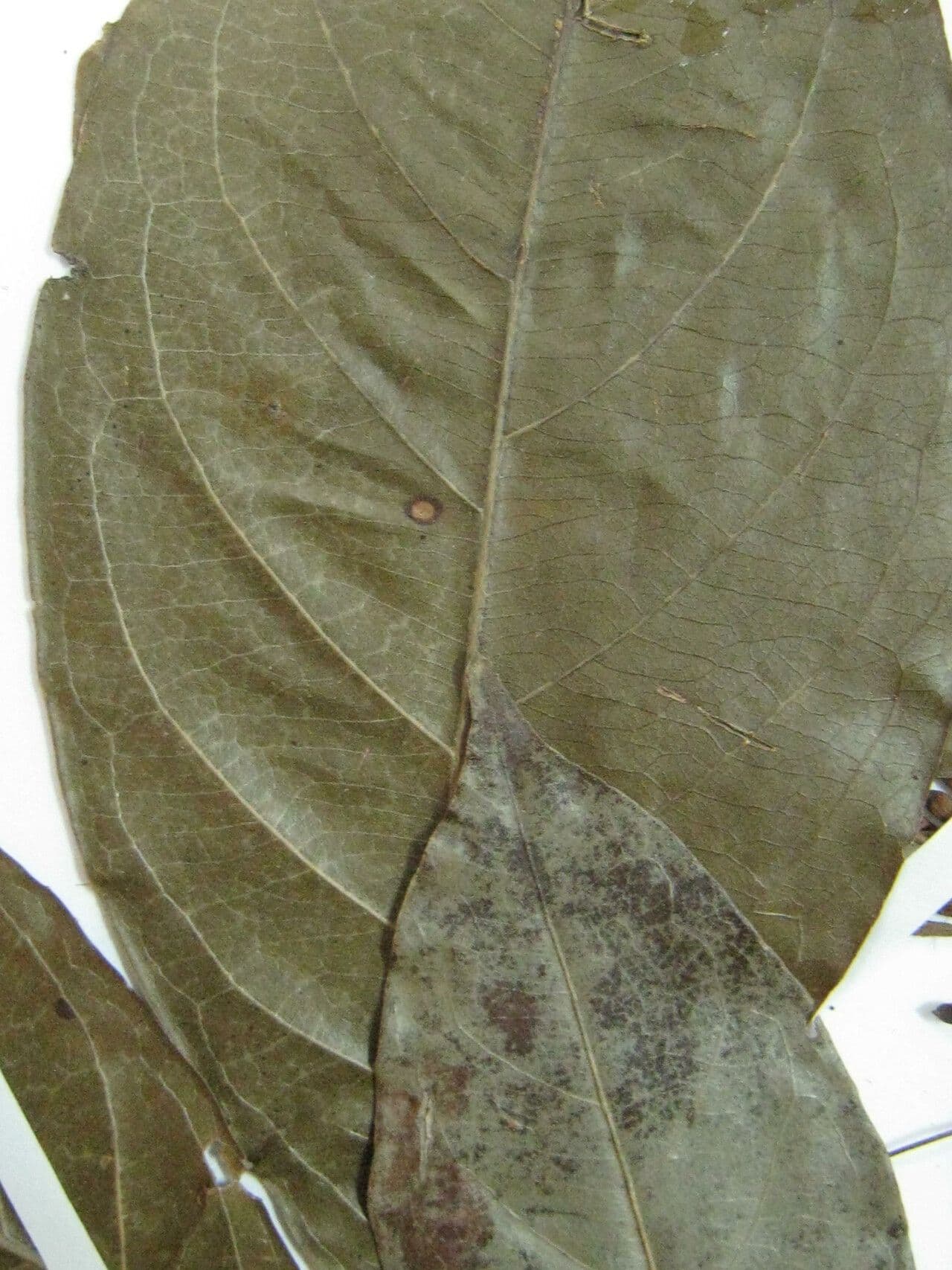 Inga a ombrella 3