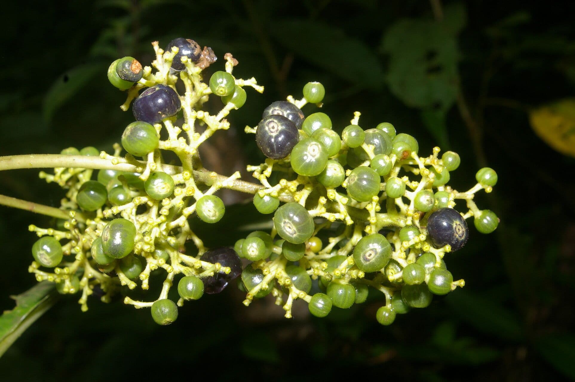 Palicourea 4