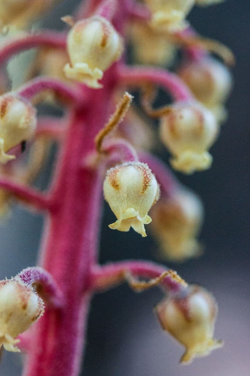 Pterospora andromedea 10