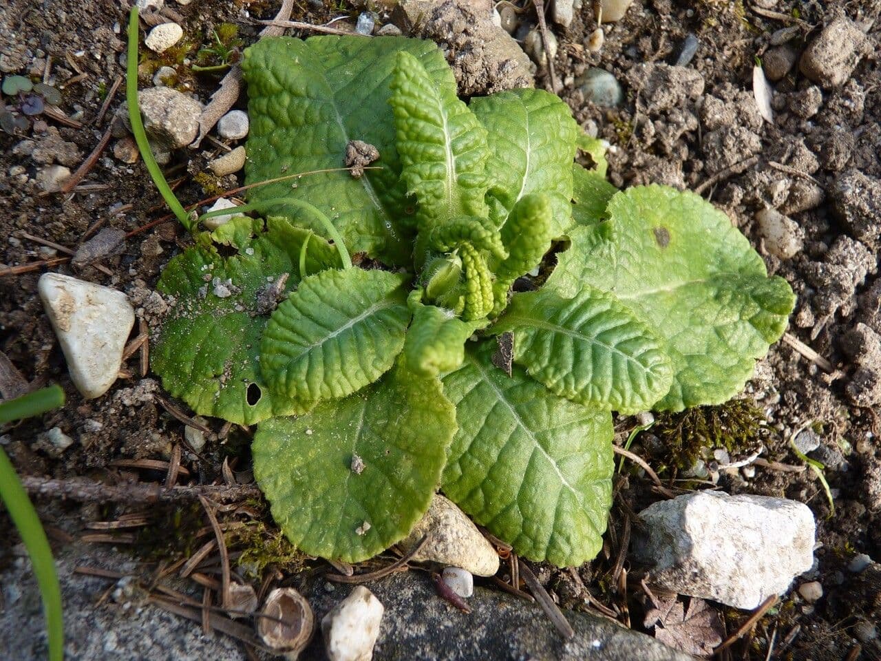 Primula comune 18