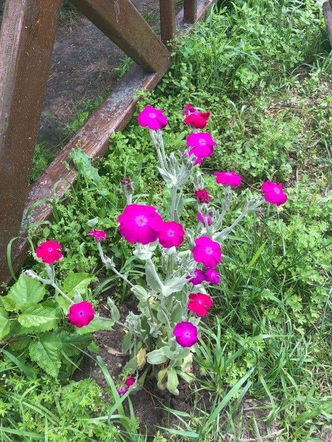 Silene coronaria 6