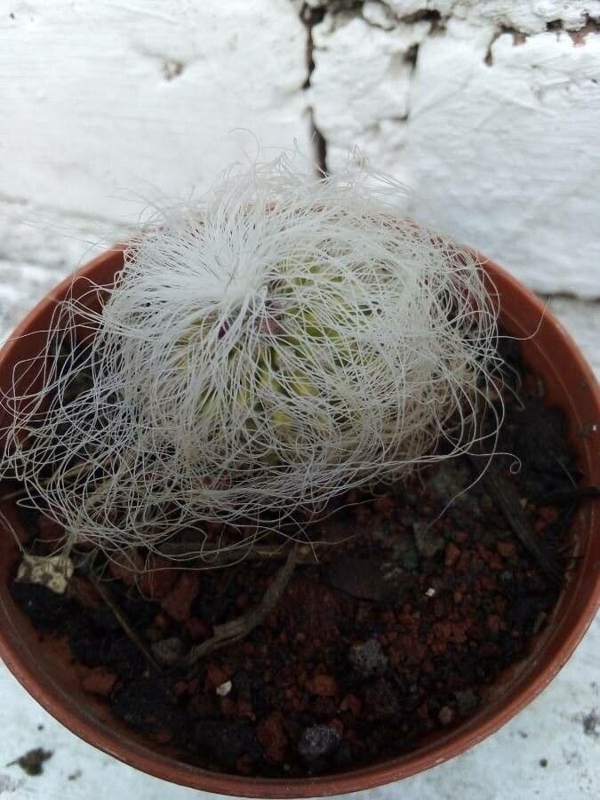 Cactus vecchio 7