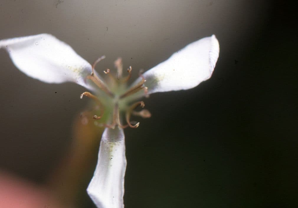 Moraea 3