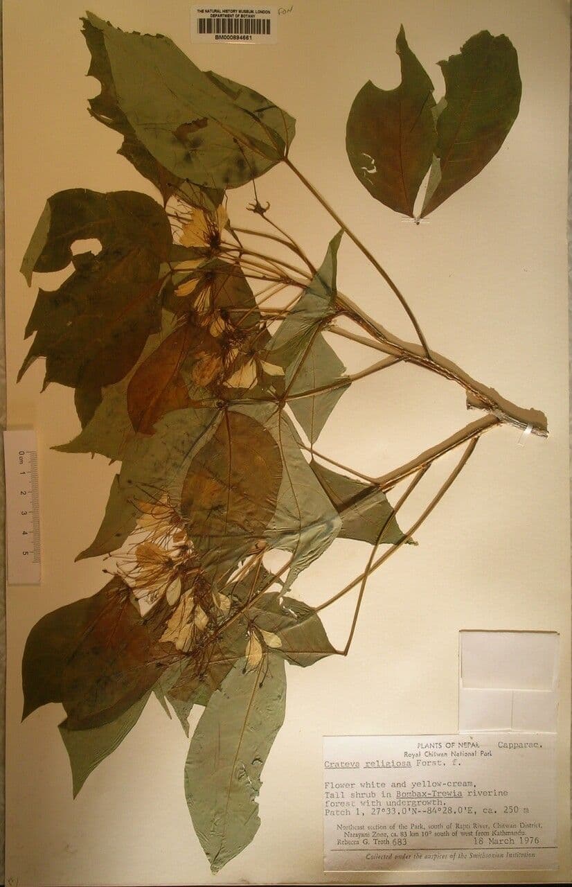 Crateva religiosa 9