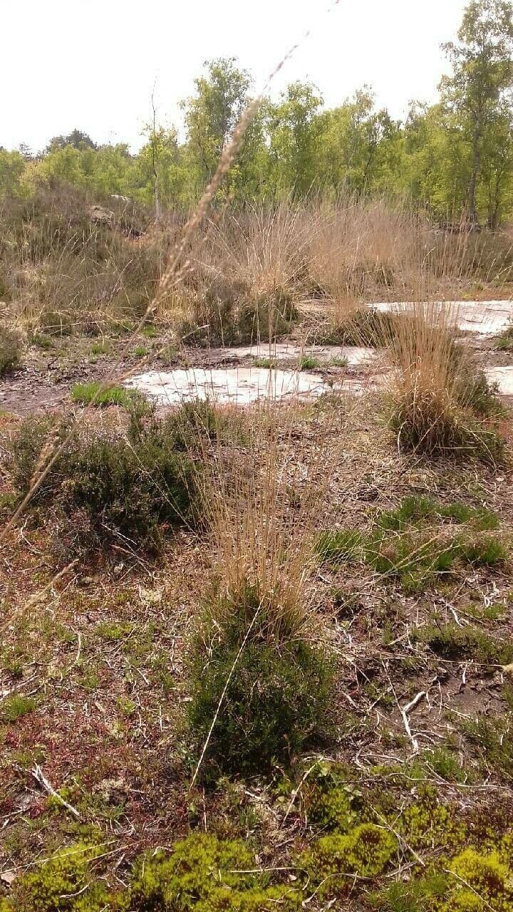 Molinia 14