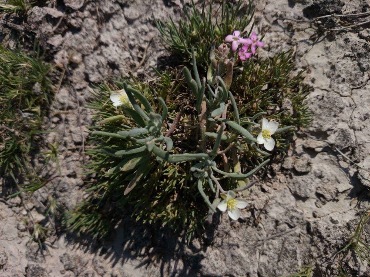 Nerisyrenia 6