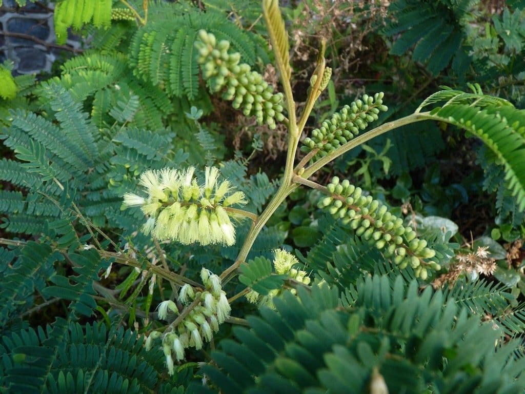 Albizia australiana 30