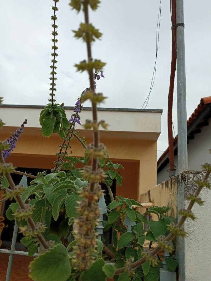 Coleus barbato 3