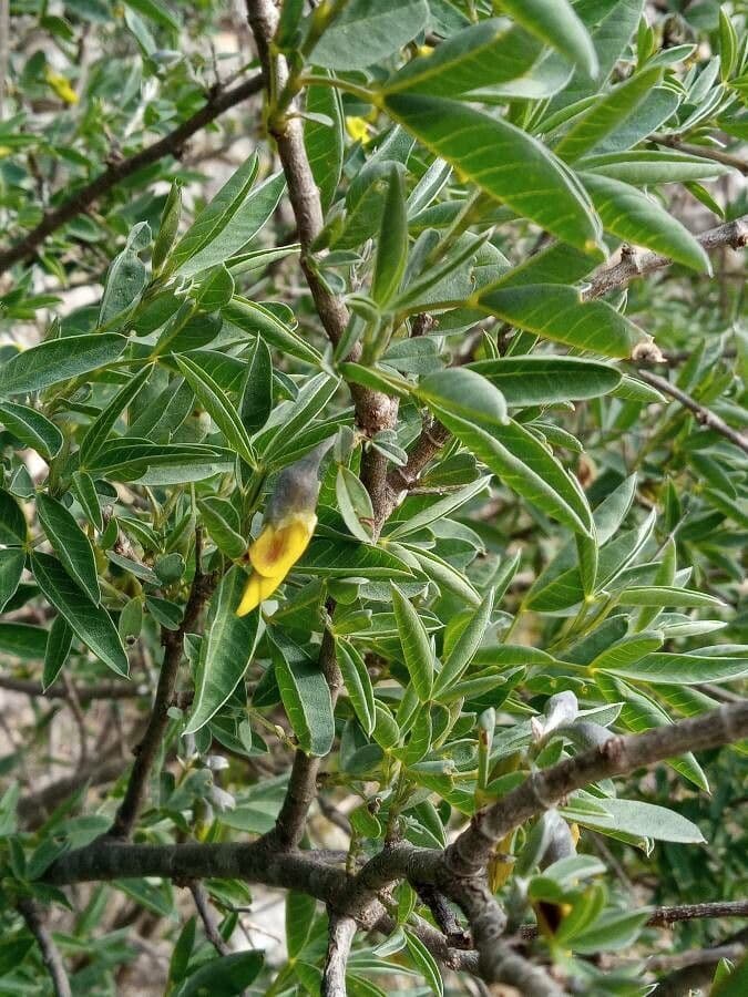 Anagyris fetida 20