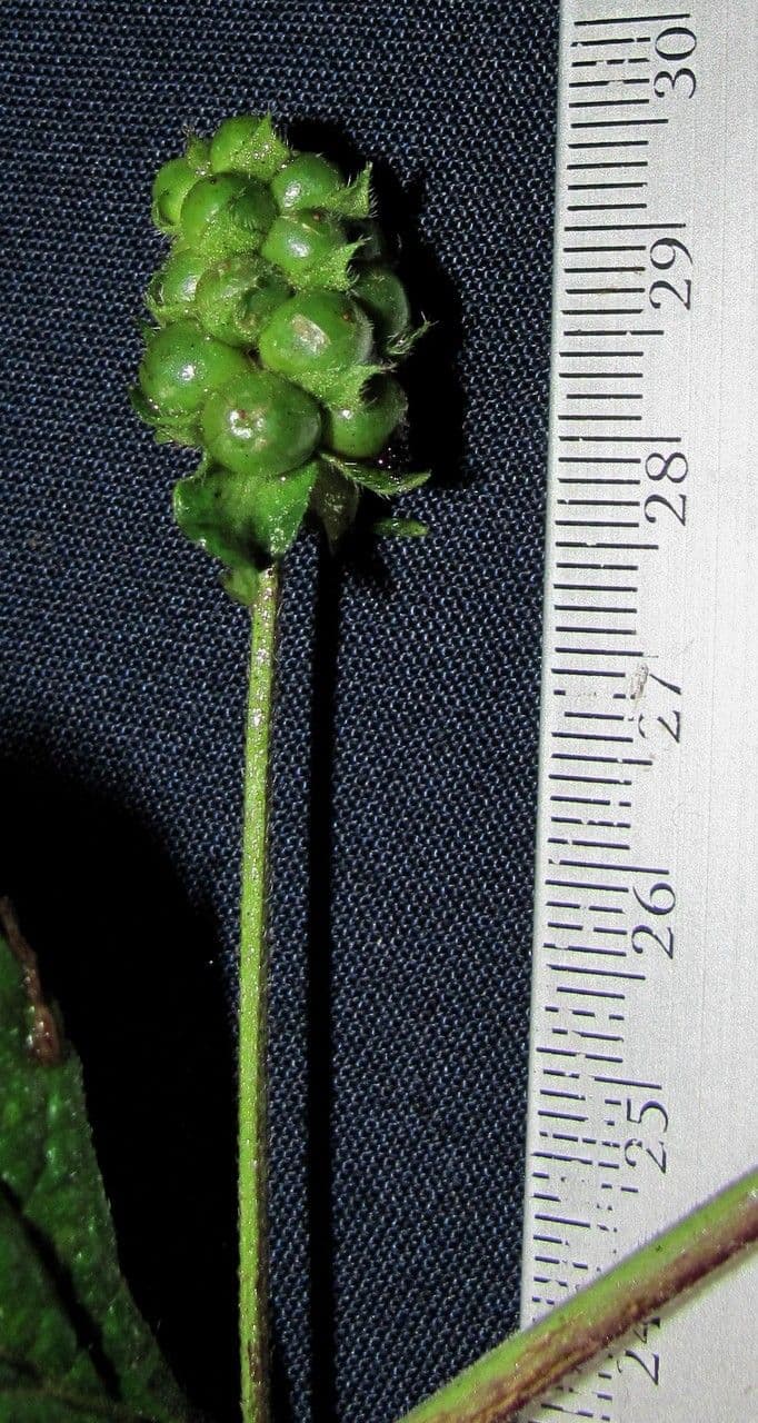 Lantana áspera