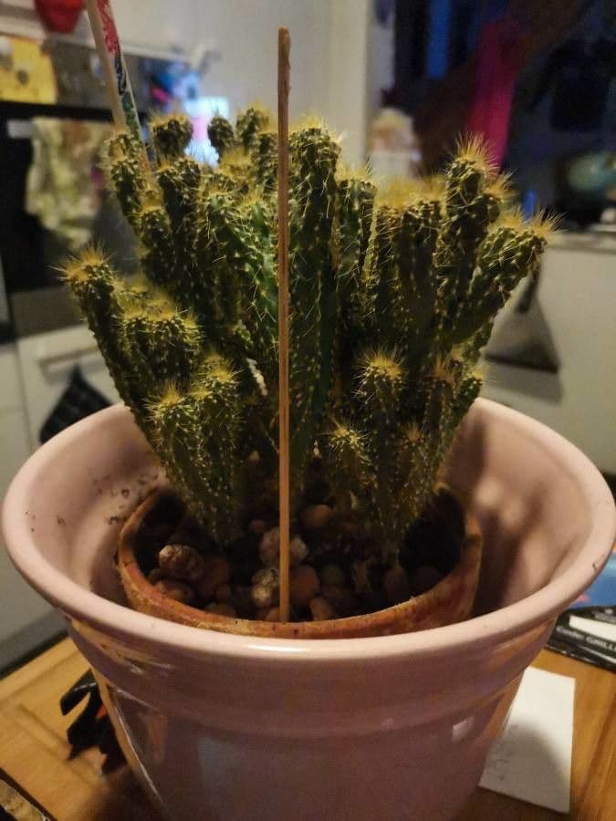 Cactus riccio 6