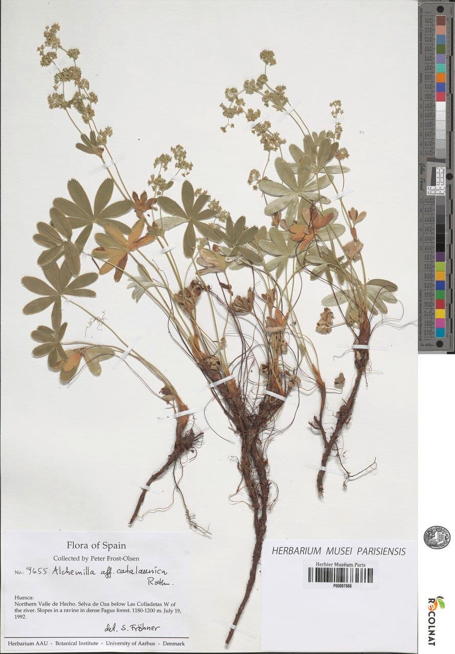 Alchemilla catalaunica 4
