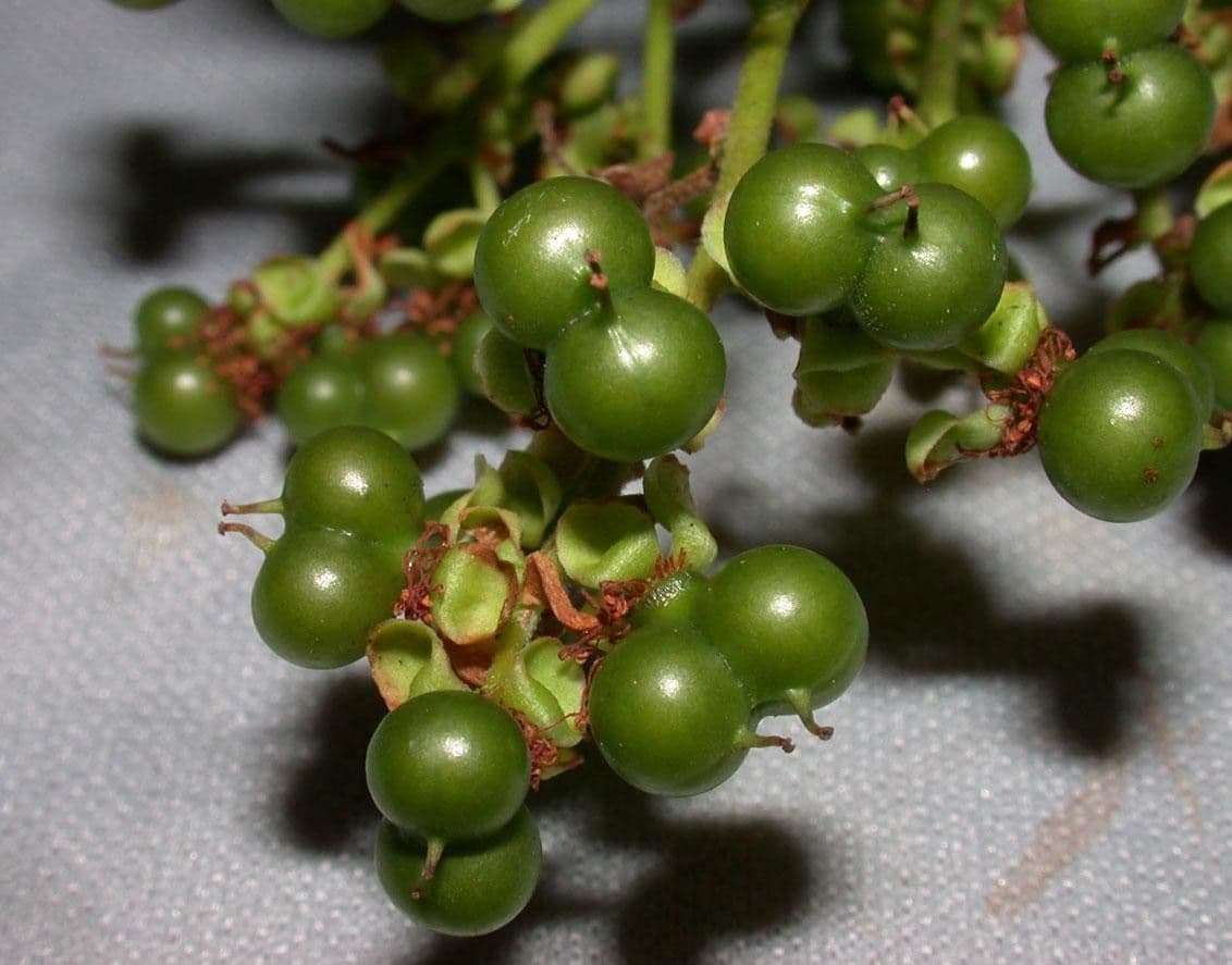 Pinzona coriacea 3