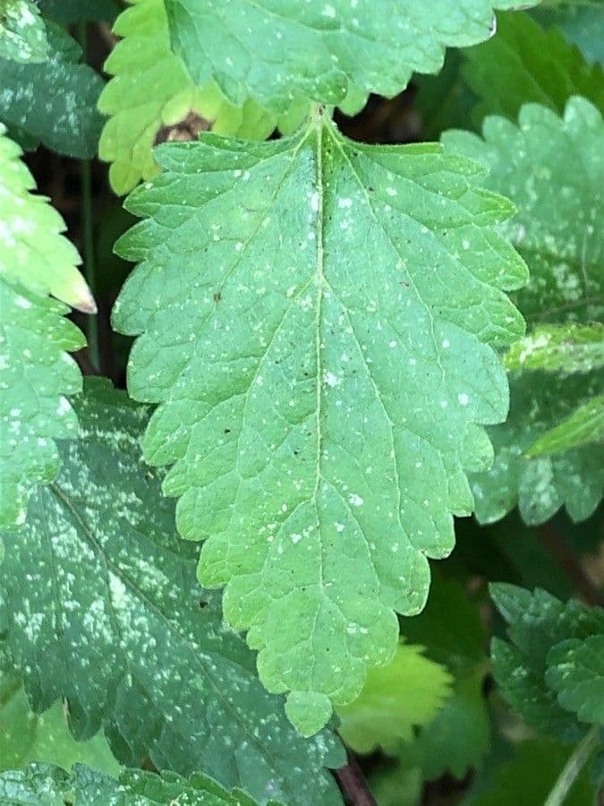Tarczyca Columny 19