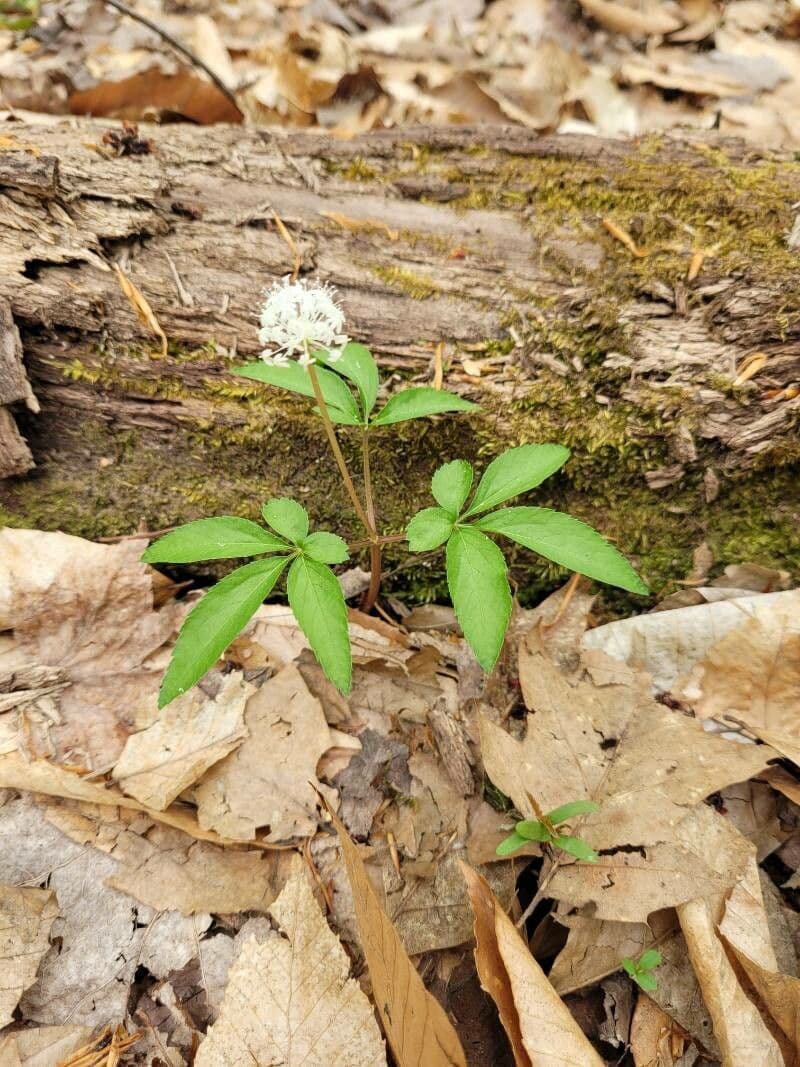 Panax trifolius 11