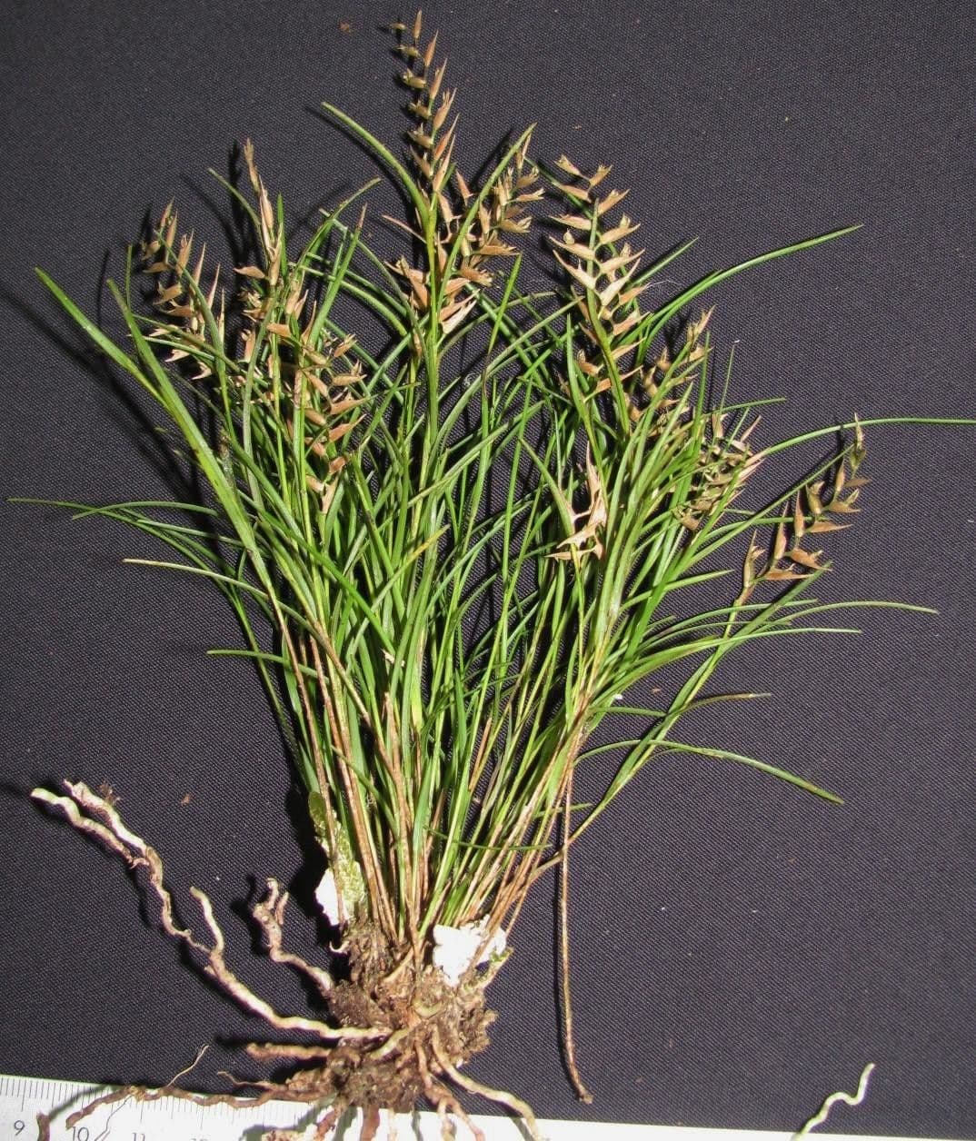 Elleanthus