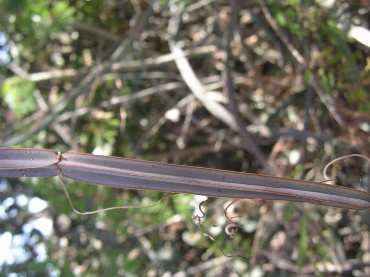 Cissus 21