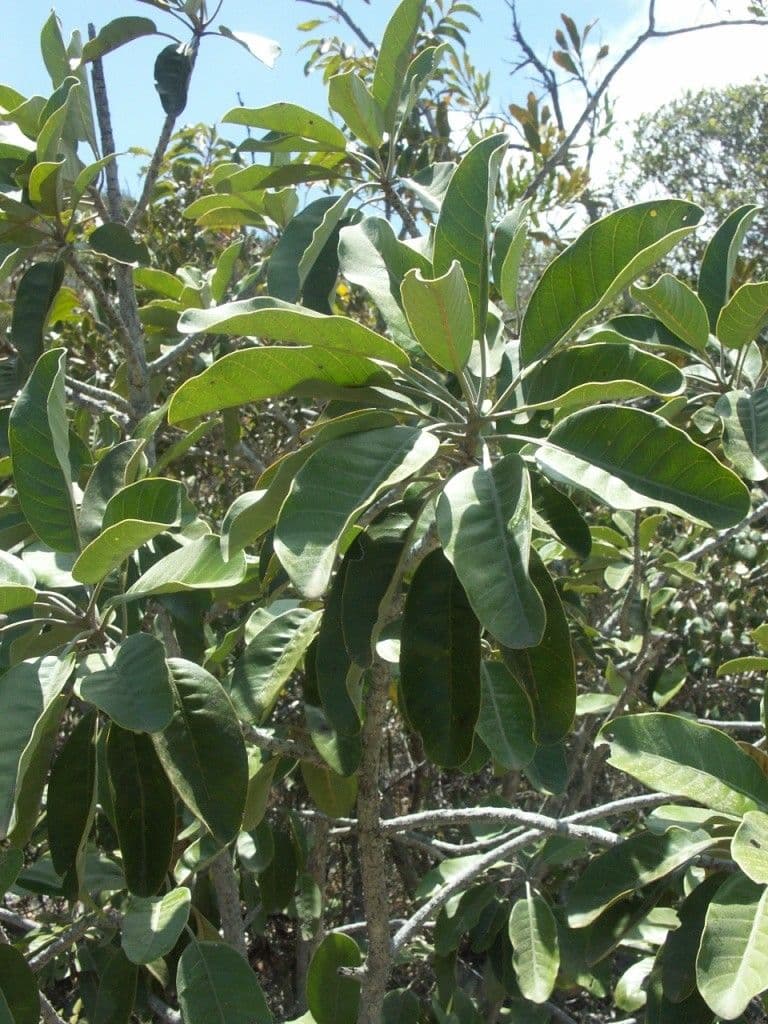 Blanchons Pycnandra 9