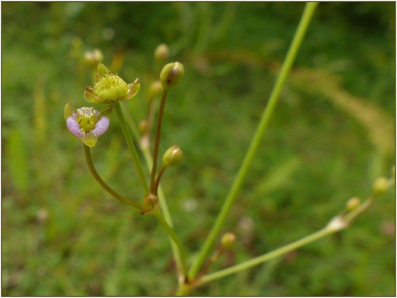 Alisma lancéolé 4