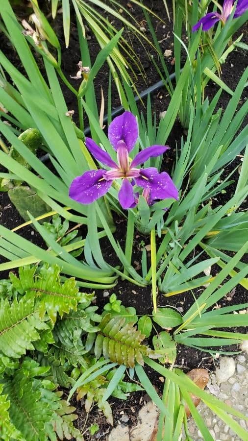 Iris spuria 15
