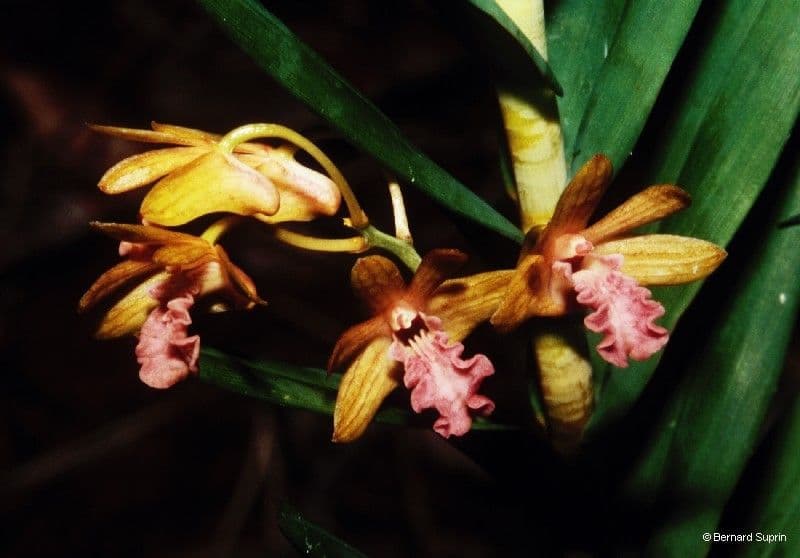 Dendrobium 5