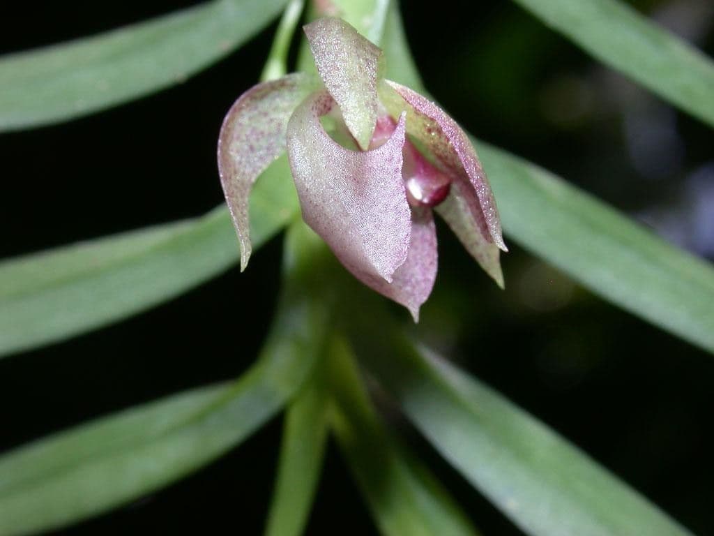 Dichaea 7