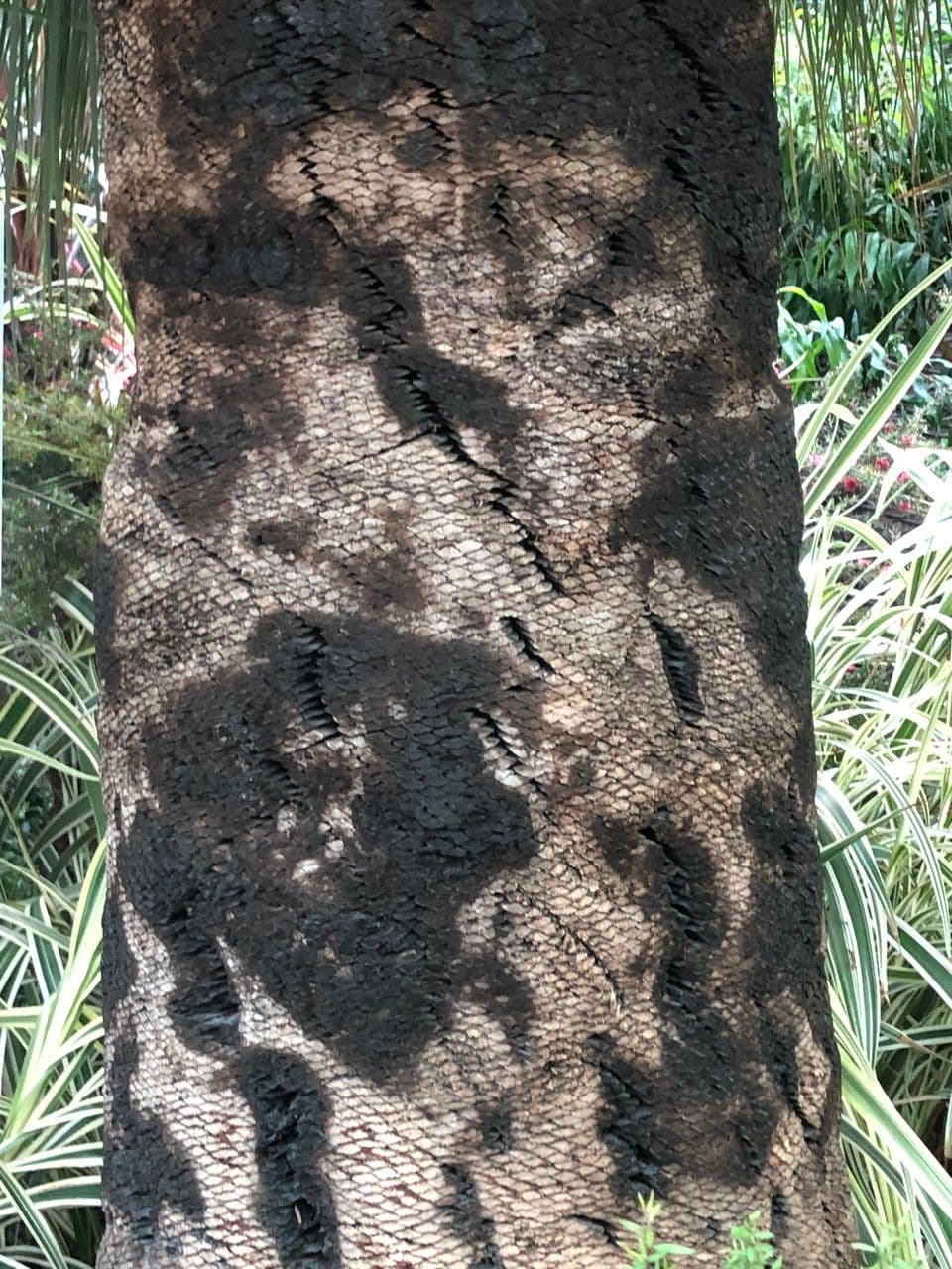 Xanthorrhoea glauca 20
