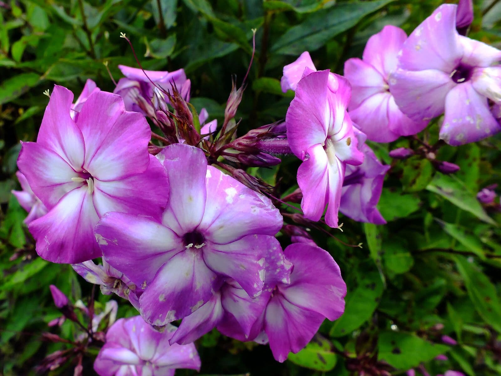 Großblättrige Flammenblume 4