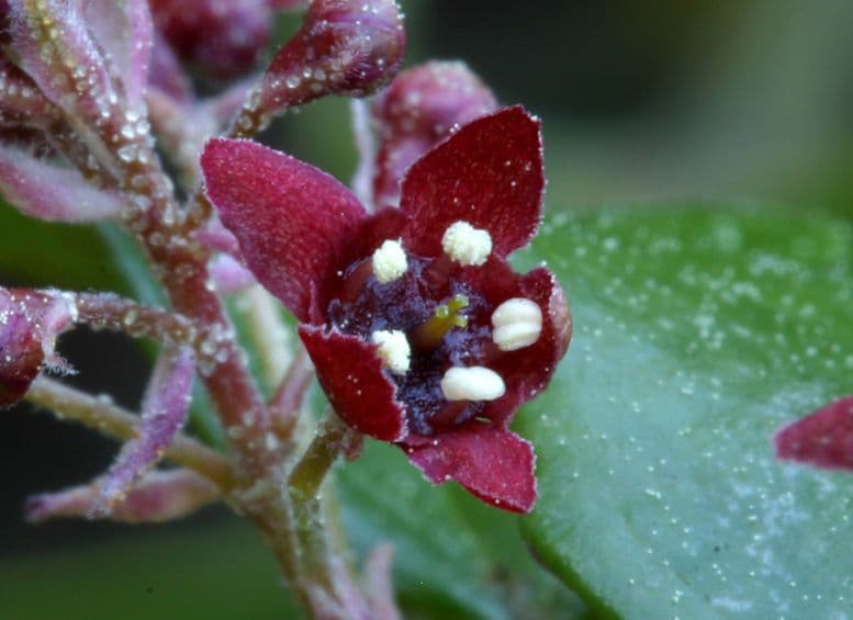 Ribes 5
