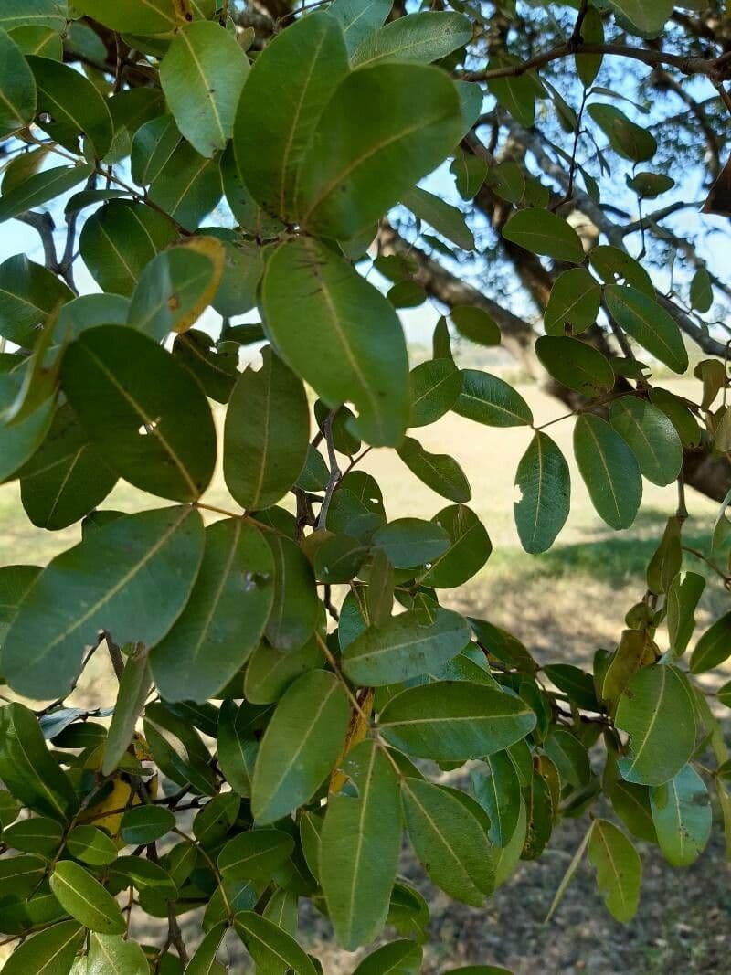 Copaiba de Langsdorff 9