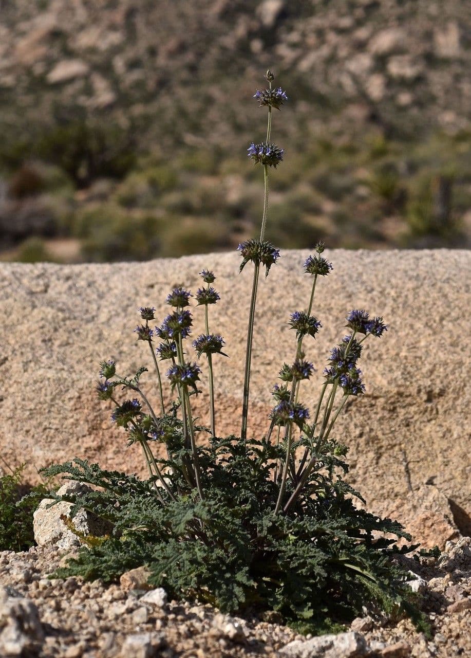Salvia columbariae 11