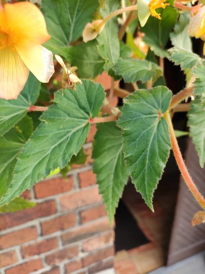 Begonia 9