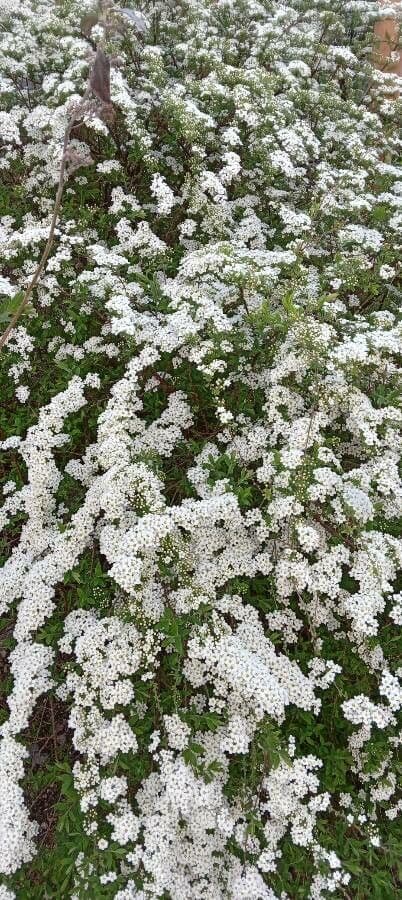 Spirea giapponese 15