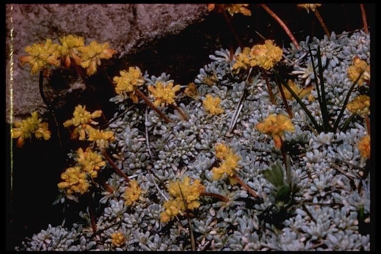 Eriogonum caespitosum 8