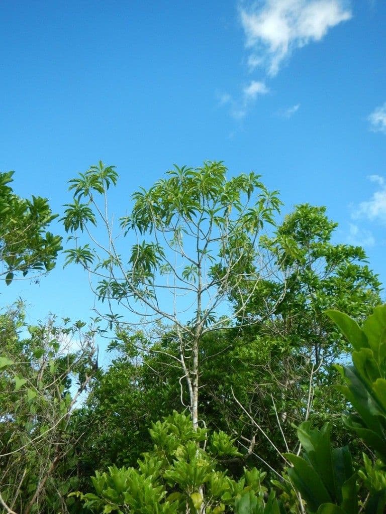 Claoxylon 2