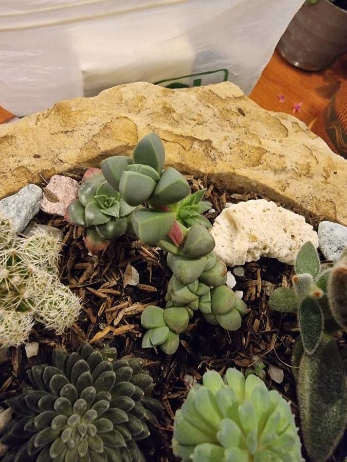 Corpuscularia 12