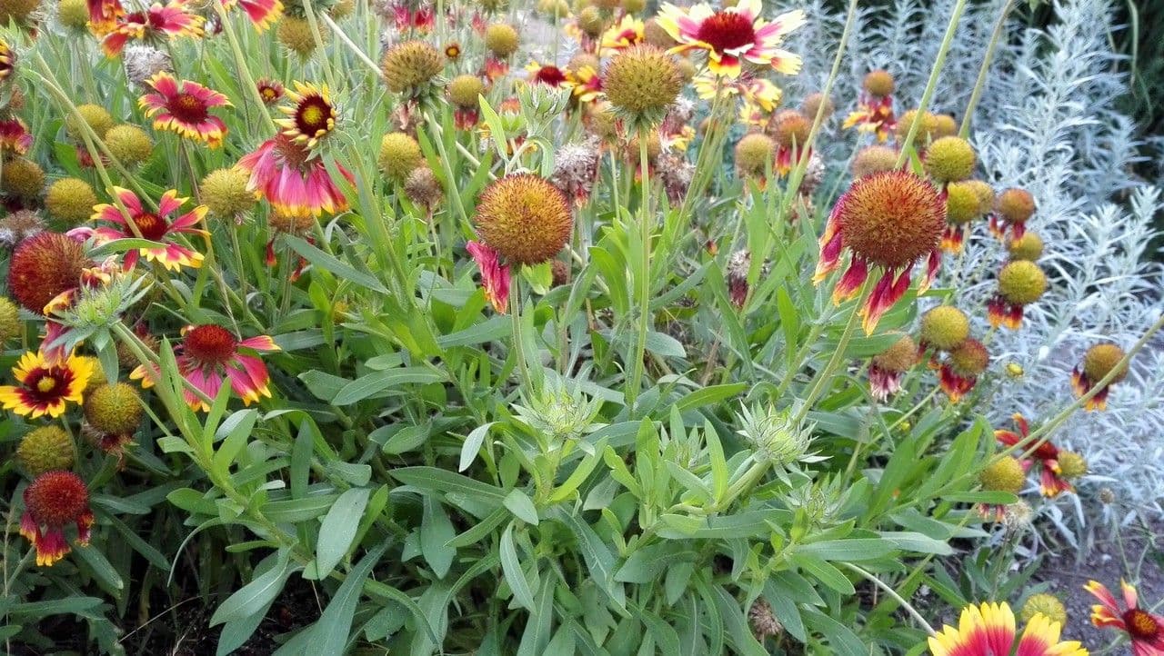 Gaillardia aristata 14
