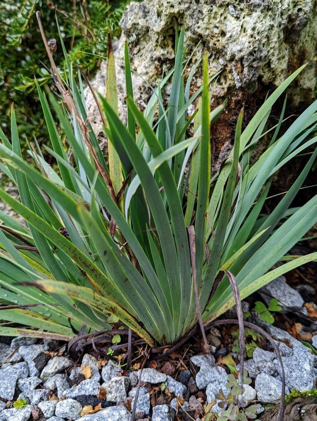 Sisyrinchium 13