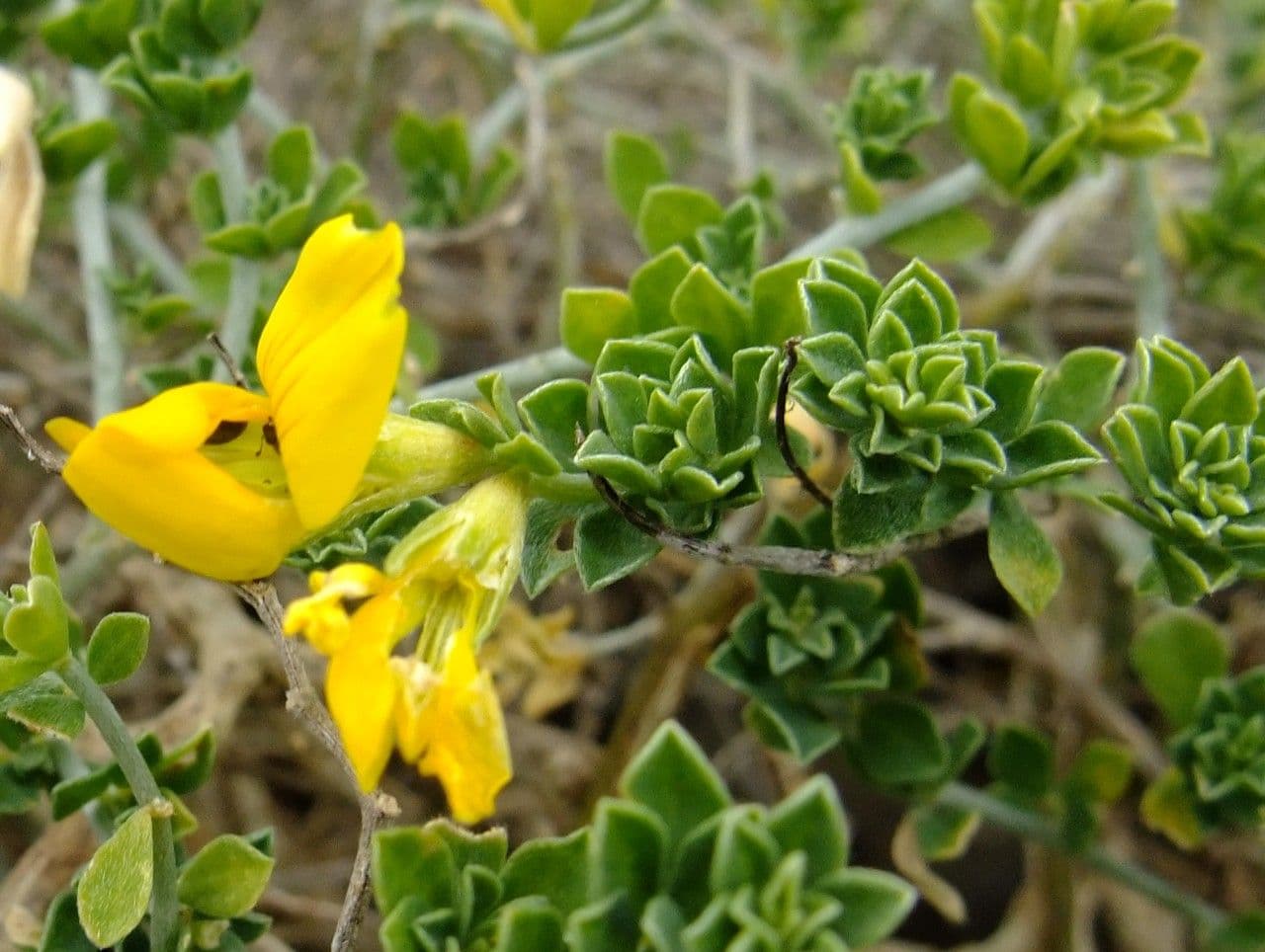 Genista canariensis 16