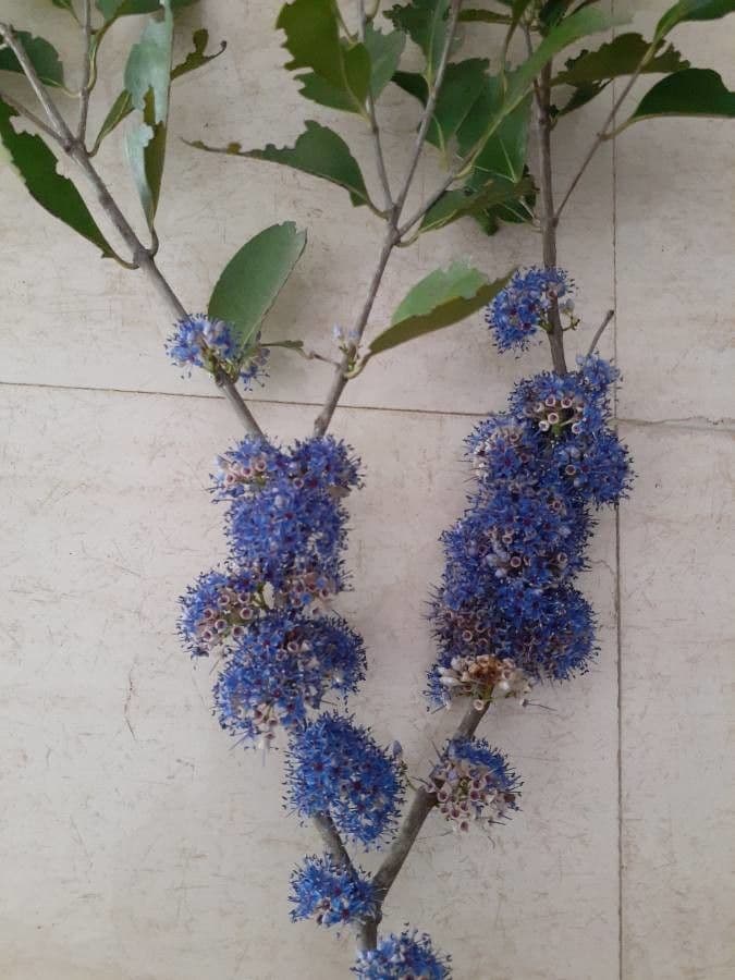 Ceanothus plstnatý 7