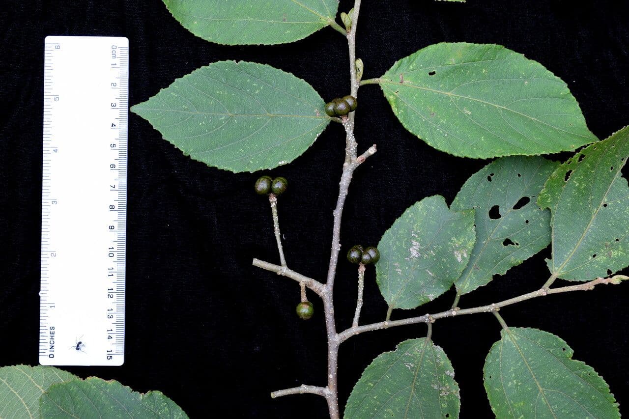 Grewia