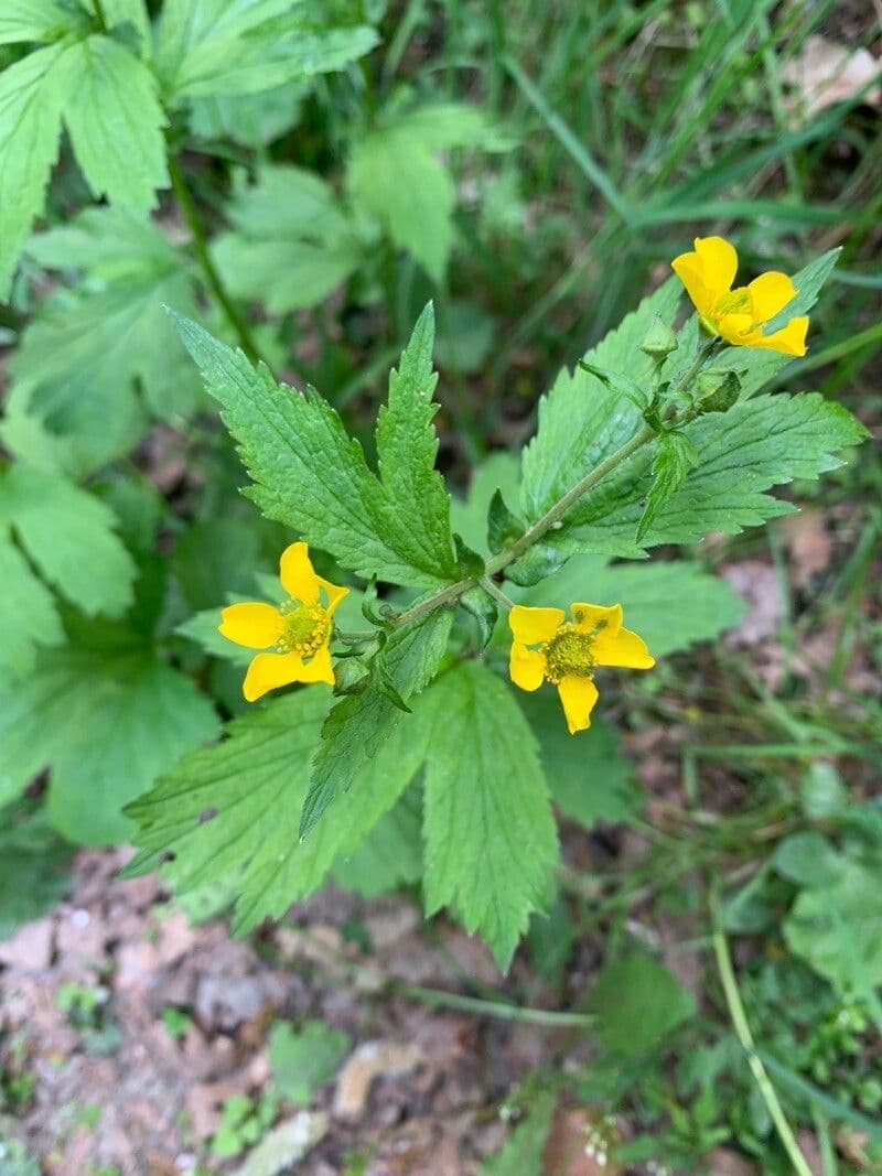 Großblättrige Nelkenwurz 10