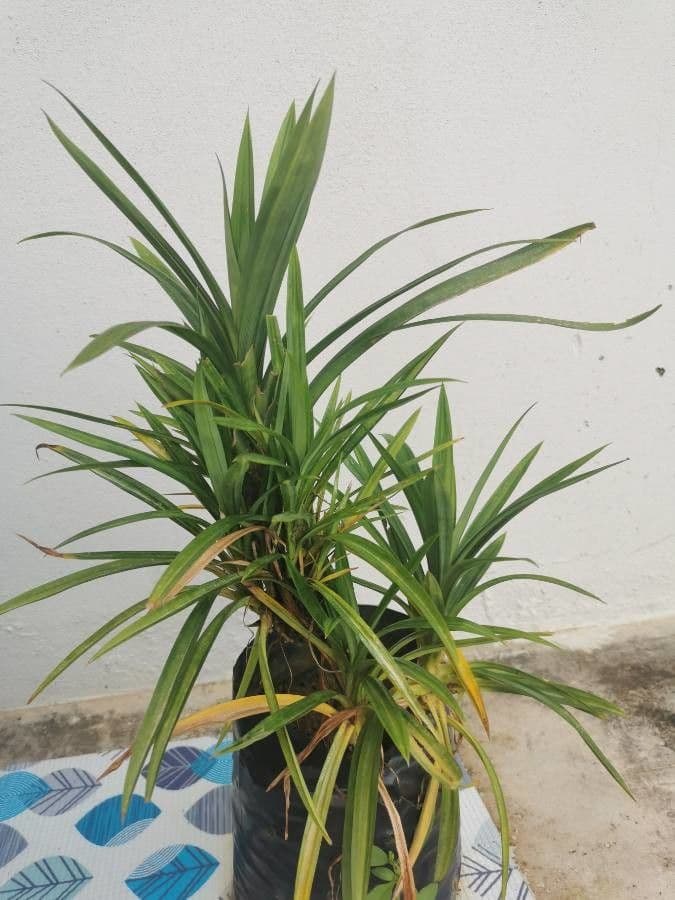 Pandan 7