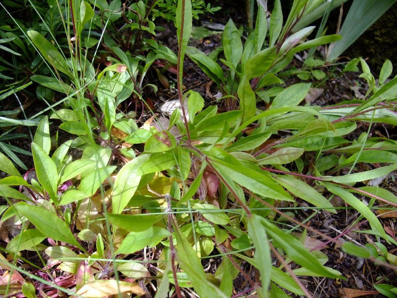 Penstemon hirsutus 8