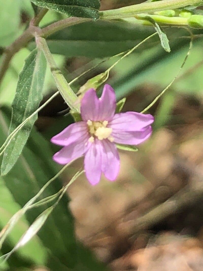 Epilobio