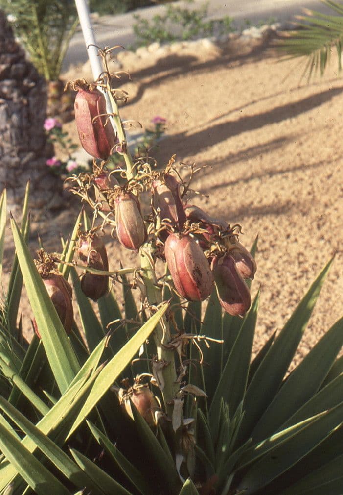 Schopf-Yucca 3
