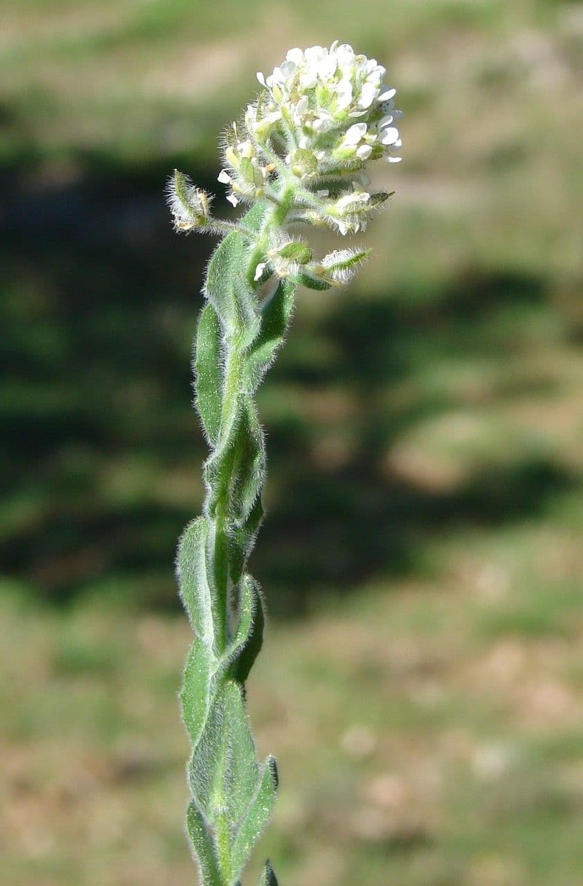Lepidium 27